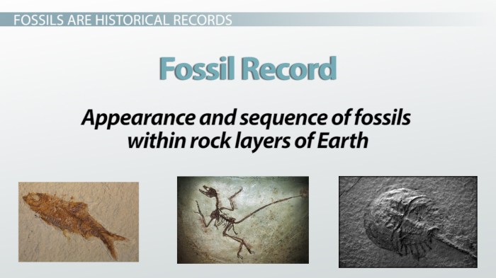 Examining the fossil record answers