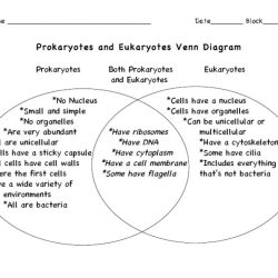 Venn diagram vs prokaryote eukaryote followers