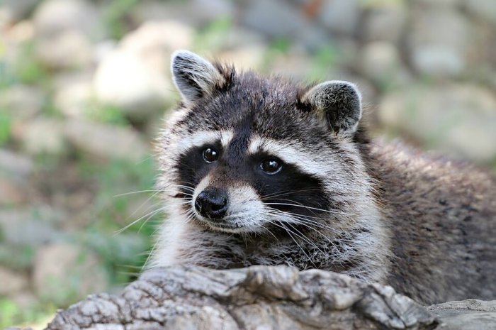 Name for group of raccoons