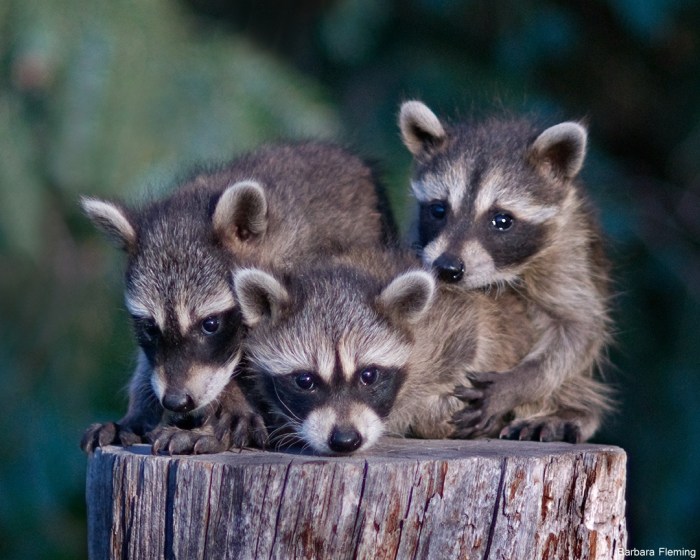 Name for group of raccoons