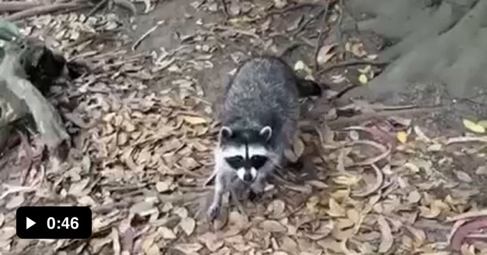 Raccoon petpress