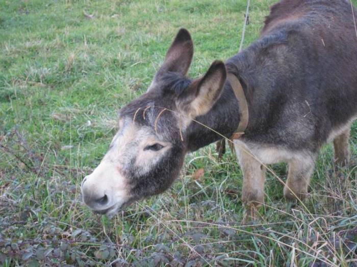 Delfino giovani domani puntata successo