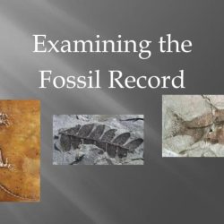 Examining the fossil record answers