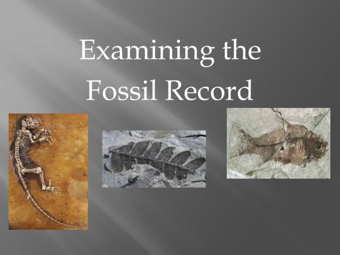 Examining the fossil record answers