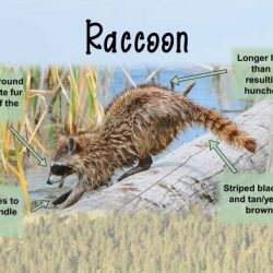 Raccoon procione procyonidae raccoons mapache panda sfondi animais mononoke mapaches wallhaven fauna bonitos vertebrato rosso mammifero guaxinim tanuki bolas snow