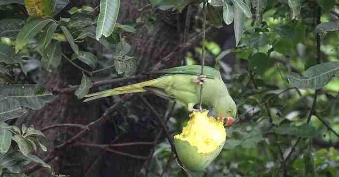 Discolouration mango