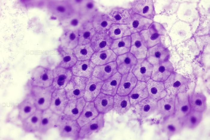 Epithelium squamous simple histology membranous cell cells blood vessels nucleus lining heart layer single