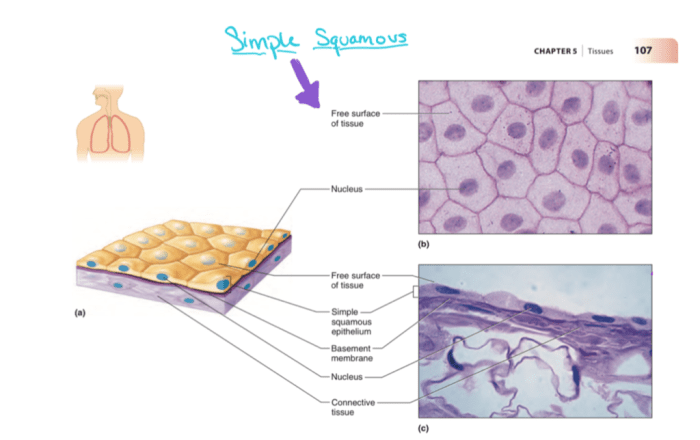 Simple squamous epithelium drawing with label